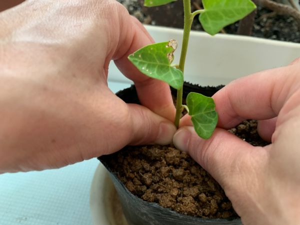 用土にアイビーを挿しているところ