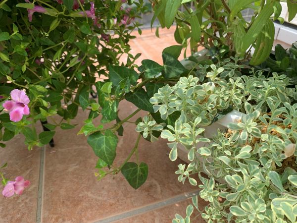 寄せ植えにしてあるアイビー
