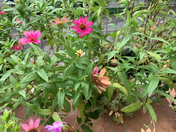 種取りで花がらをそのままにしてあるジニア
