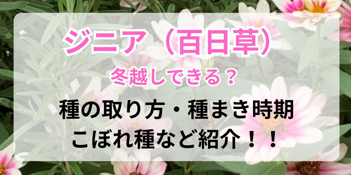 種取りをしたジニア