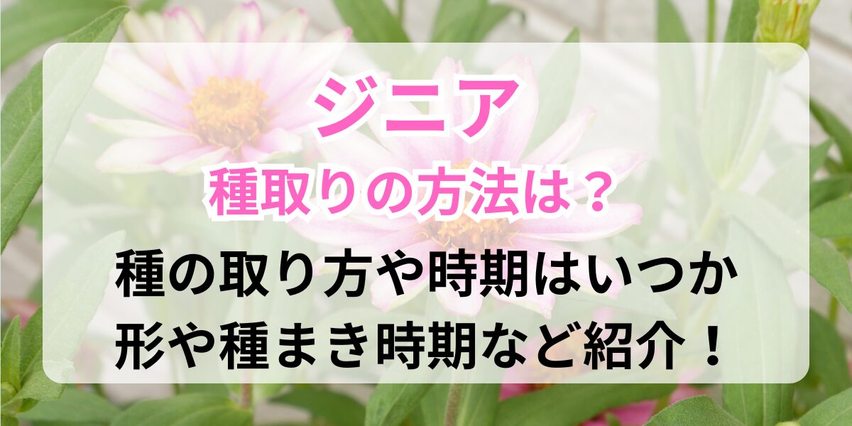種取りをしたジニア（百日草）
