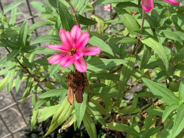 種がこぼれたジニアの花
