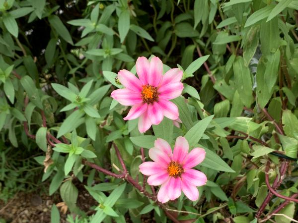 ジニアの咲き進んだお花