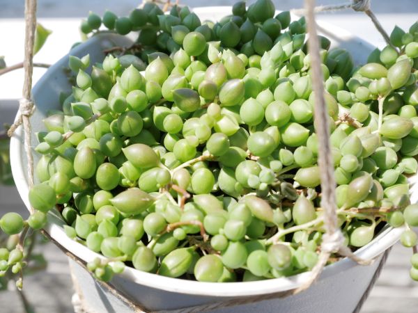 もりもりになっているグリーンネックレス