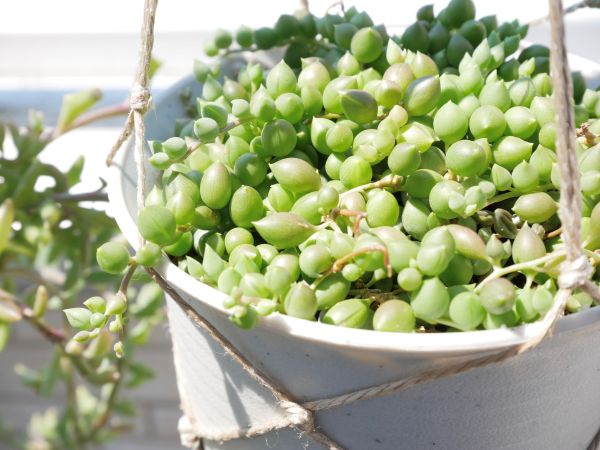 新芽が伸びているグリーンネックレス