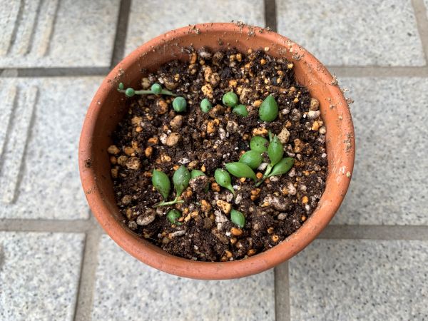 挿し木にしたグリーンネックレス