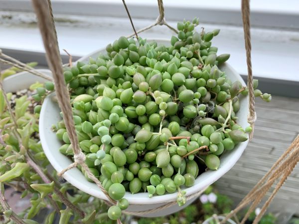 夏のグリーンネックレス