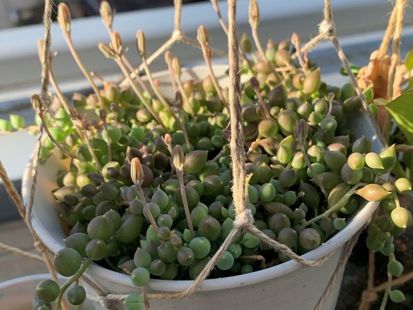 蕾をたくさんつけているグリーンネックレス